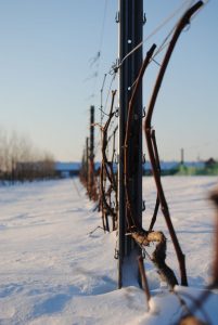 Piquet acier galvanisé pour palissage de vigne