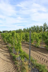 Piquet acier galvanisé pour palissage de vigne